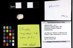 Foto (Objekt + Etiketten) von Pithonoton marginatum (Meyer, 1842) 
